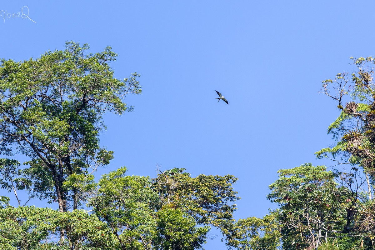 Swallow-tailed Kite - ML137224461