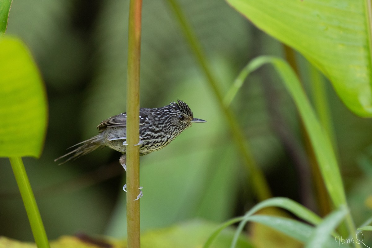 Dusky-tailed Antbird - ML137225681