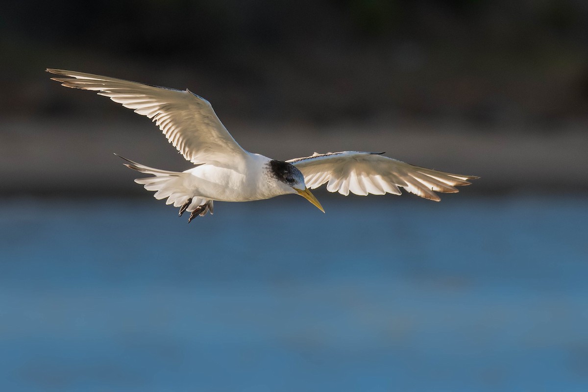 Great Crested Tern - ML137225771