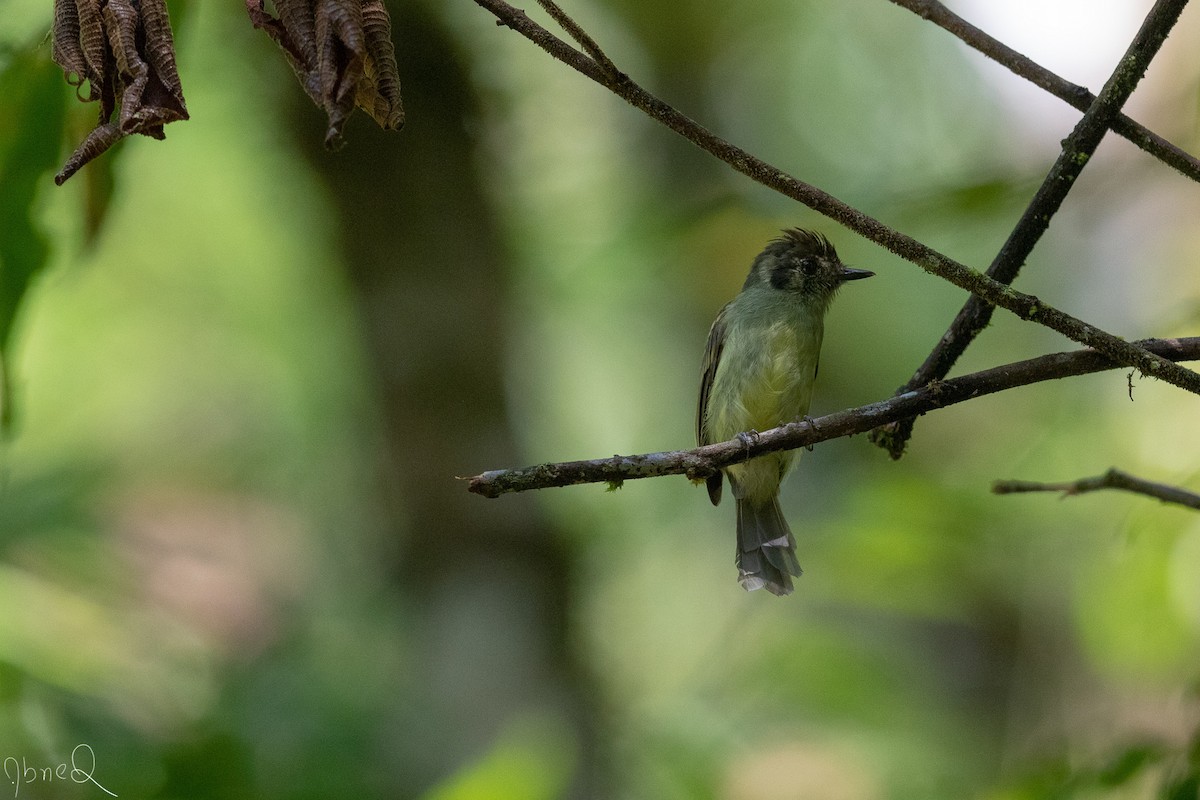 Sepia-capped Flycatcher - ML137228051