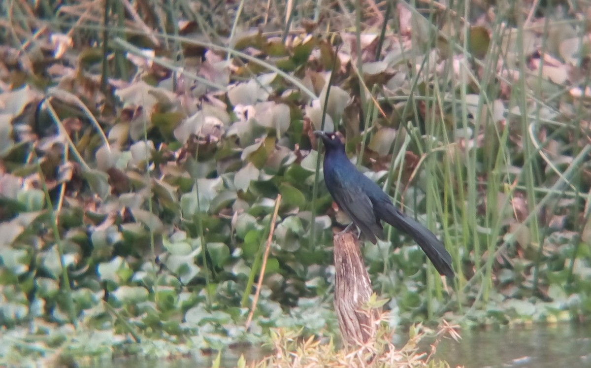 Great-tailed Grackle - ML137234511
