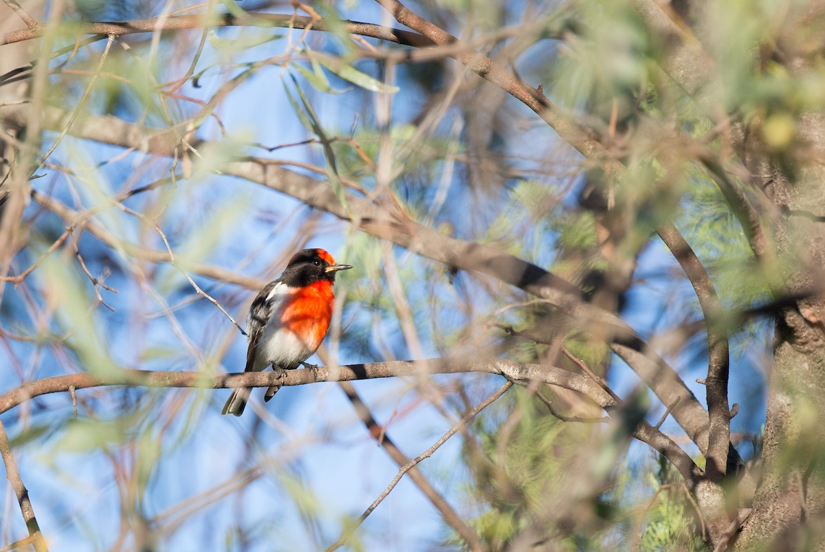 Red-capped Robin - ML137234541
