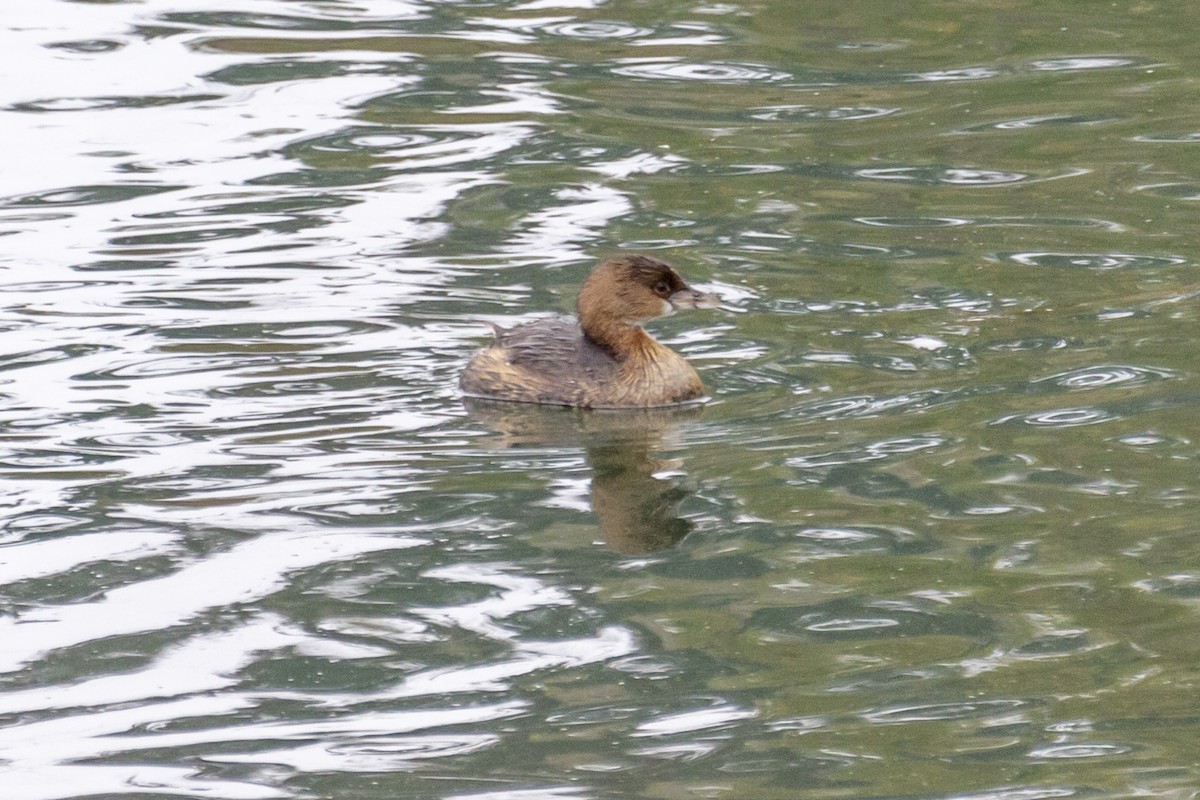Pied-billed Grebe - Zachary Person