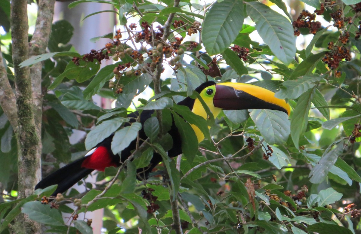 Yellow-throated Toucan (Chestnut-mandibled) - ML137236481