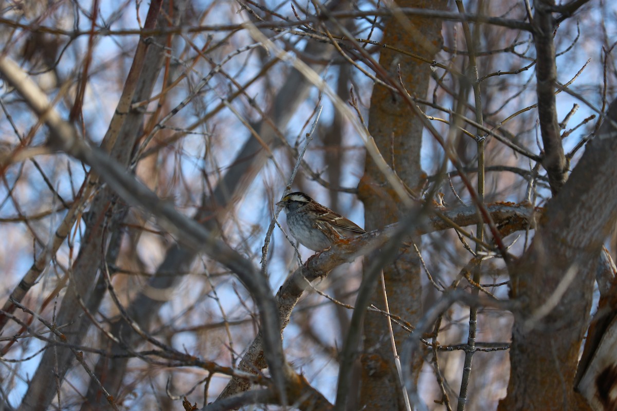 White-throated Sparrow - ML137237411
