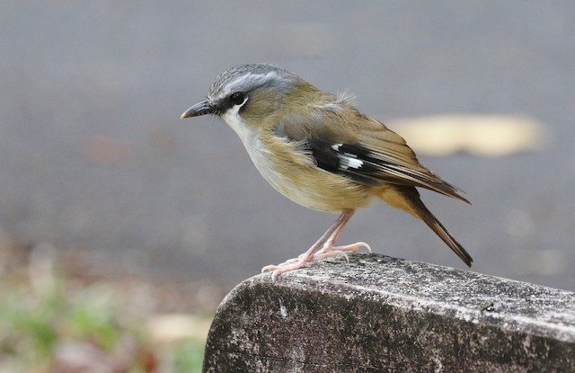 côte&ciel Saru Robin Grey