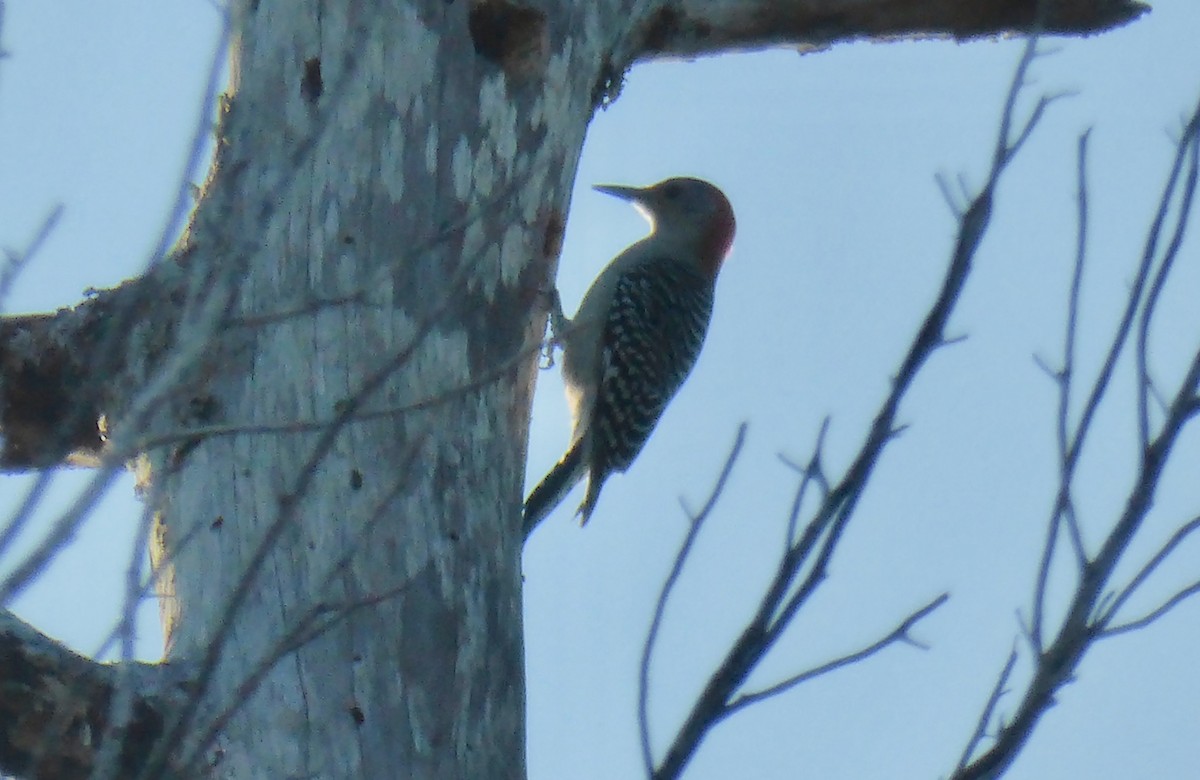 Red-bellied Woodpecker - ML137238071