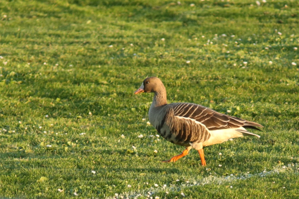 Greater White-fronted Goose - Aaron Maizlish