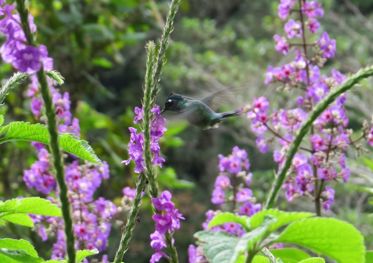 Violet-headed Hummingbird - A. Laquidara