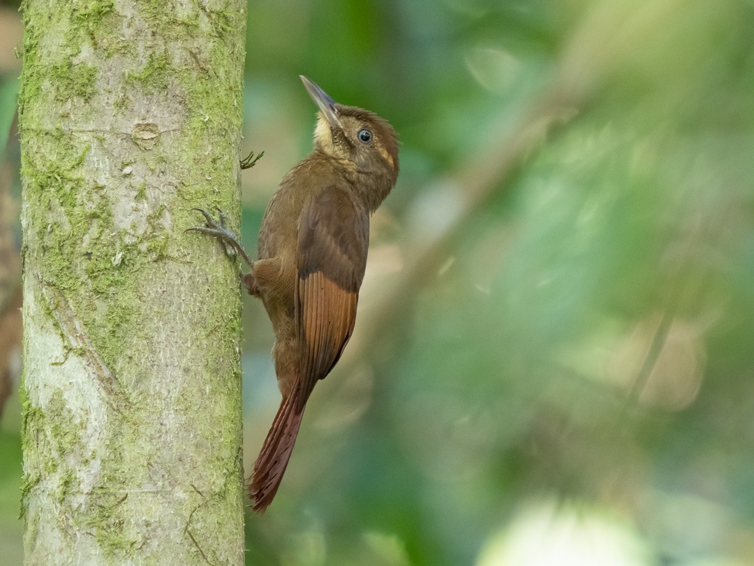Tawny-winged Woodcreeper - Chris Fischer
