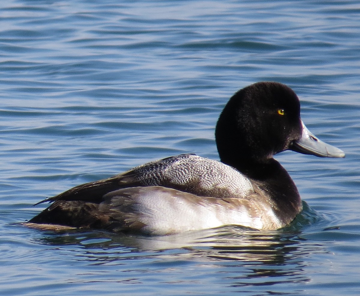 Greater/Lesser Scaup - Kathryn Mills