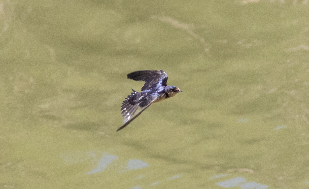 Barn Swallow (American) - ML137247131
