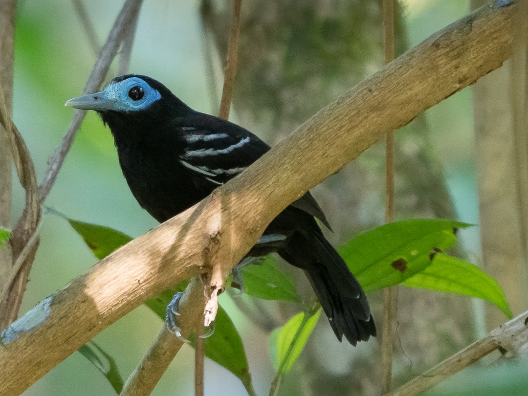 Bare-crowned Antbird - ML137247611