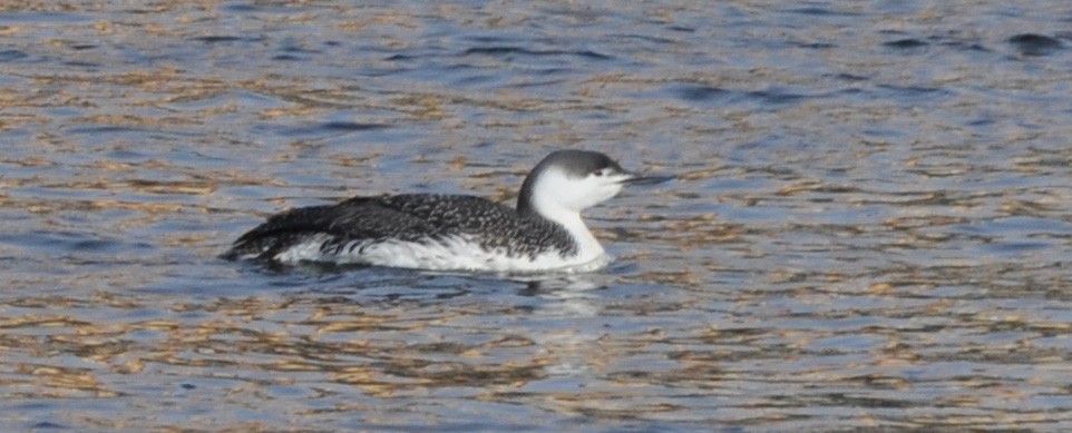Red-throated Loon - ML137250651
