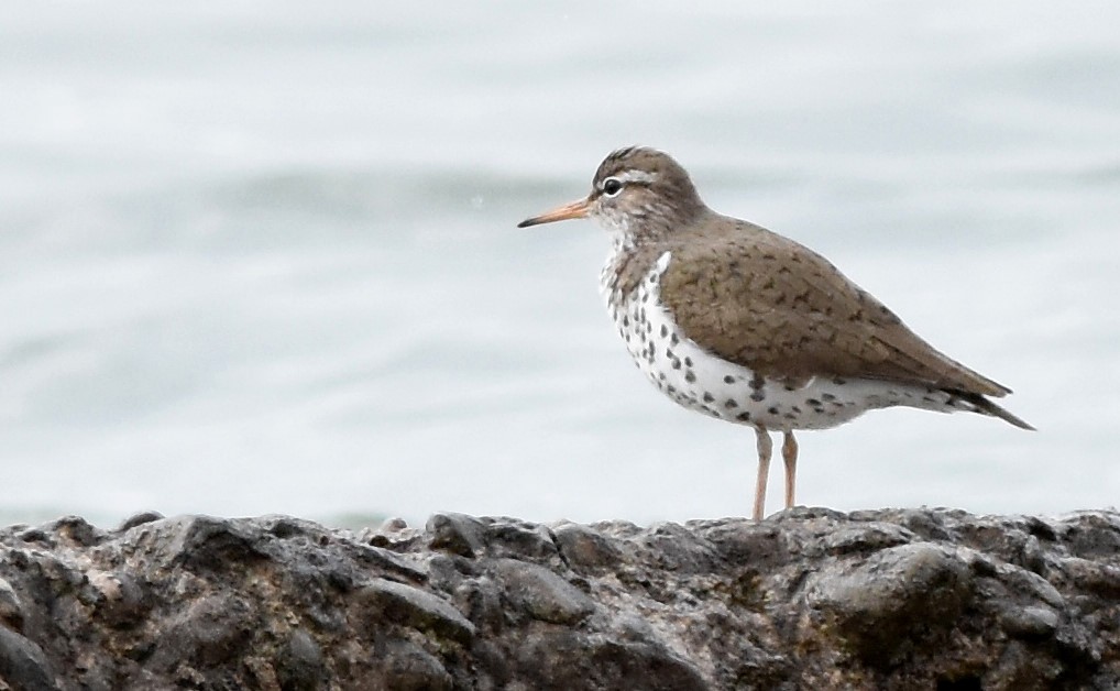 Spotted Sandpiper - Kevin McGann