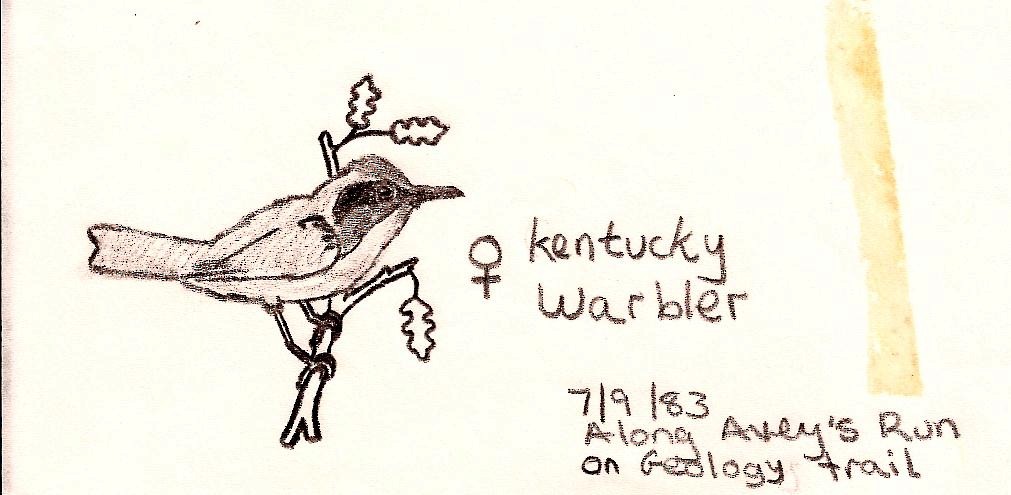 Kentucky Warbler - David Brinkman