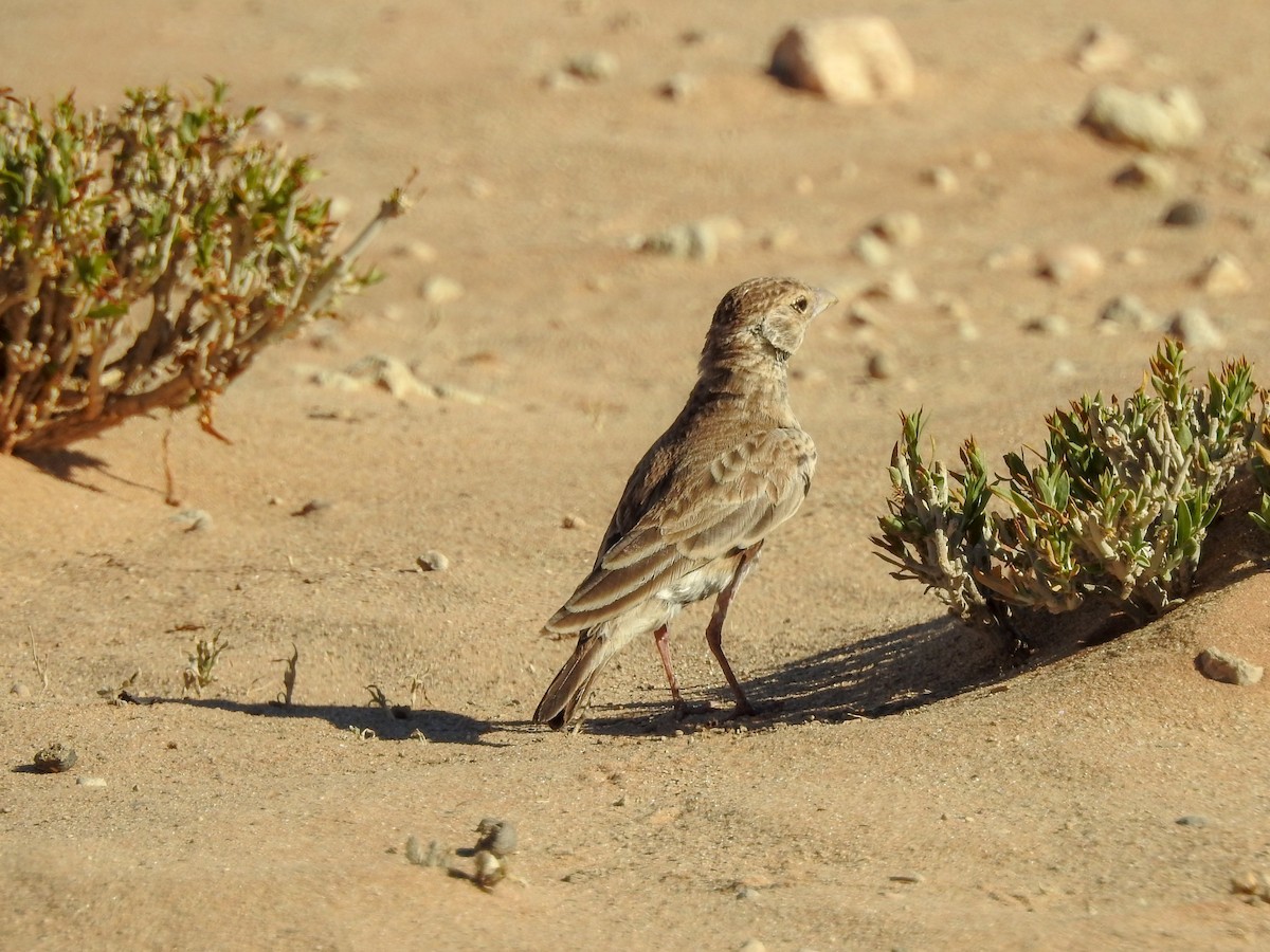 Gray-backed Sparrow-Lark - ML137255331