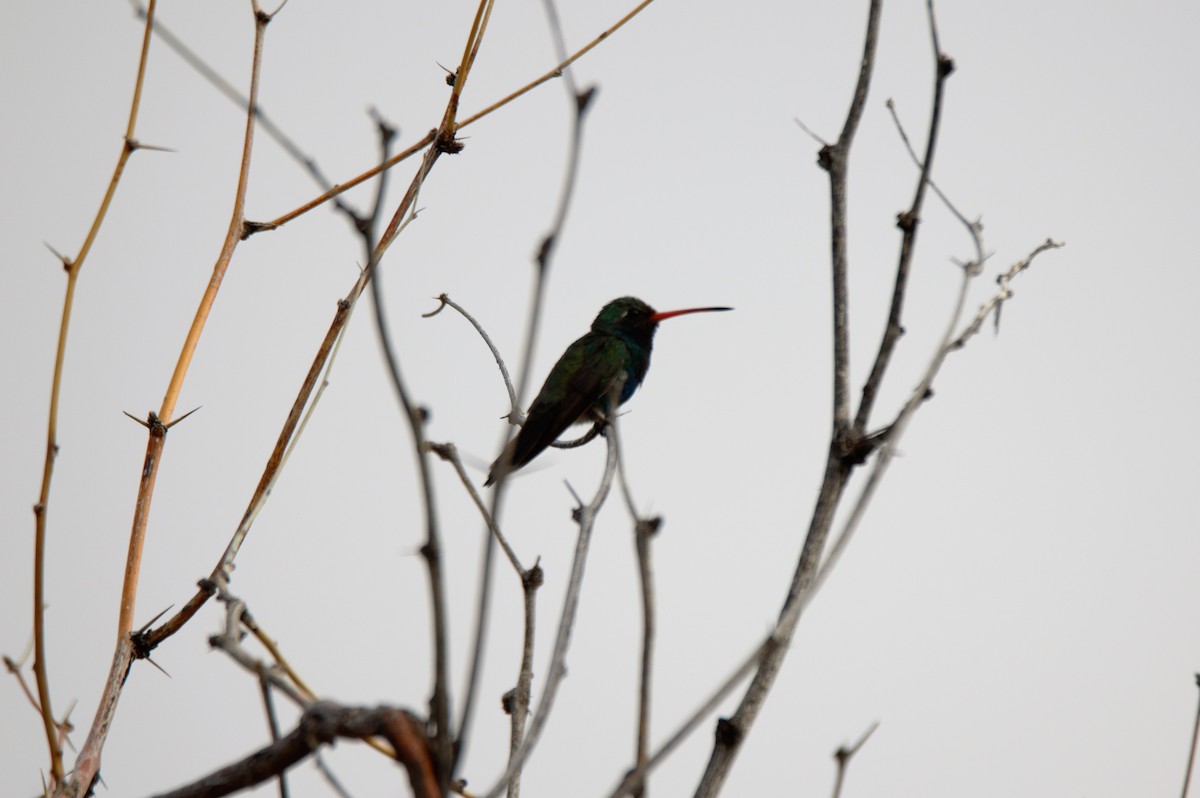 Broad-billed Hummingbird - Stephany  McNew