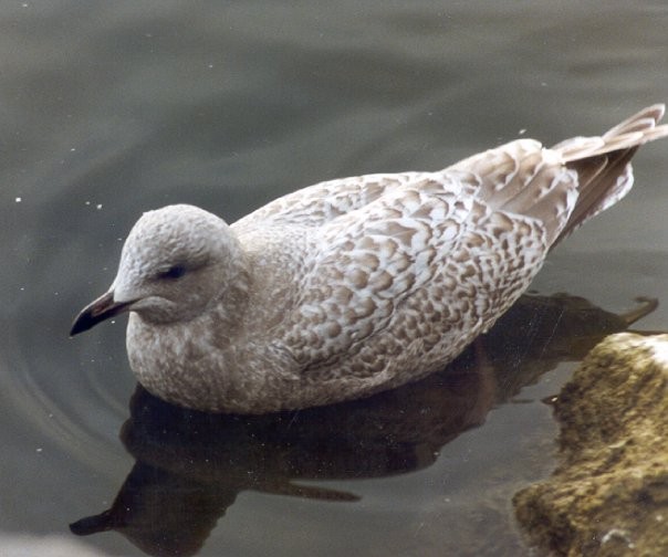Iceland Gull (Thayer's) - David Brinkman