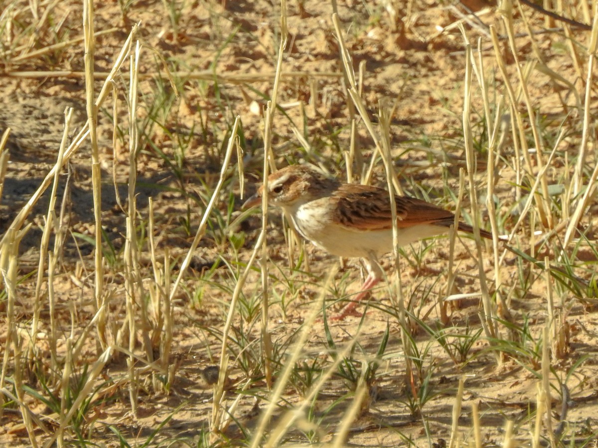 Fawn-colored Lark (Fawn-colored) - ML137256621