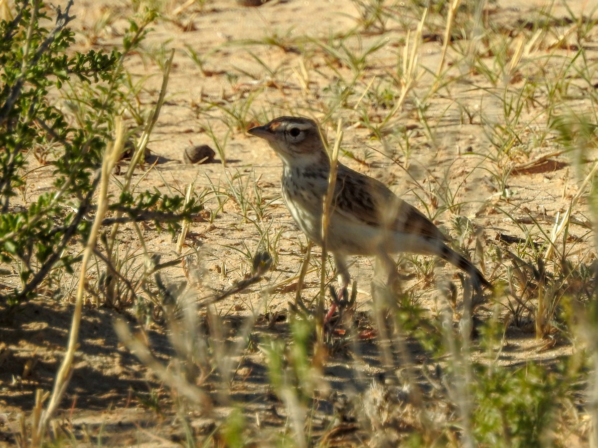 Fawn-colored Lark (Fawn-colored) - ML137256841