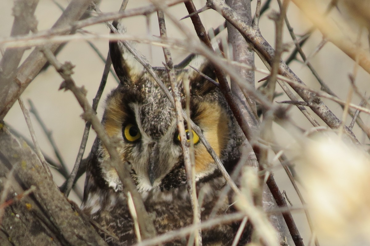 Long-eared Owl - Mike Hearell