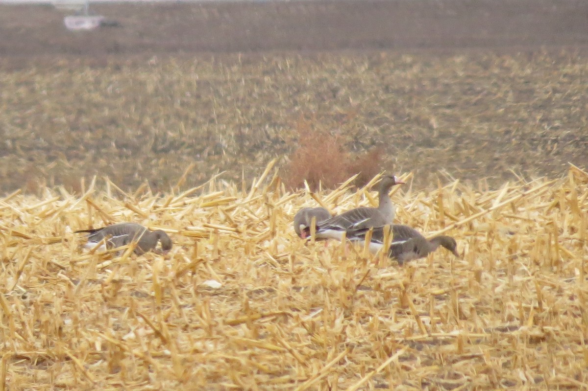 Greater White-fronted Goose - ML137261411