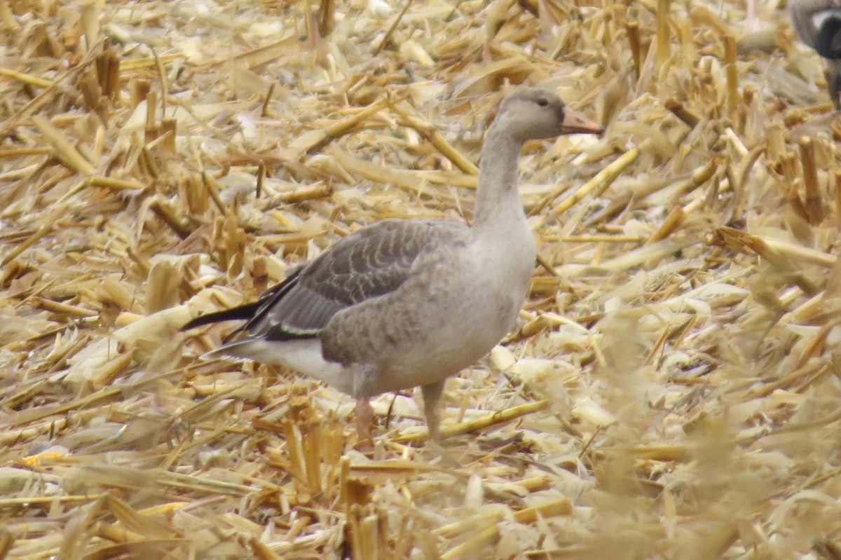 Greater White-fronted Goose - ML137261591