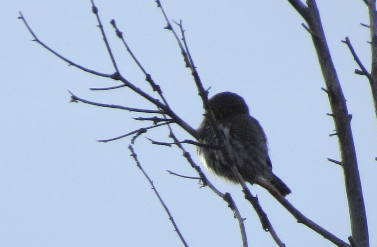 Northern Pygmy-Owl - ML137263031