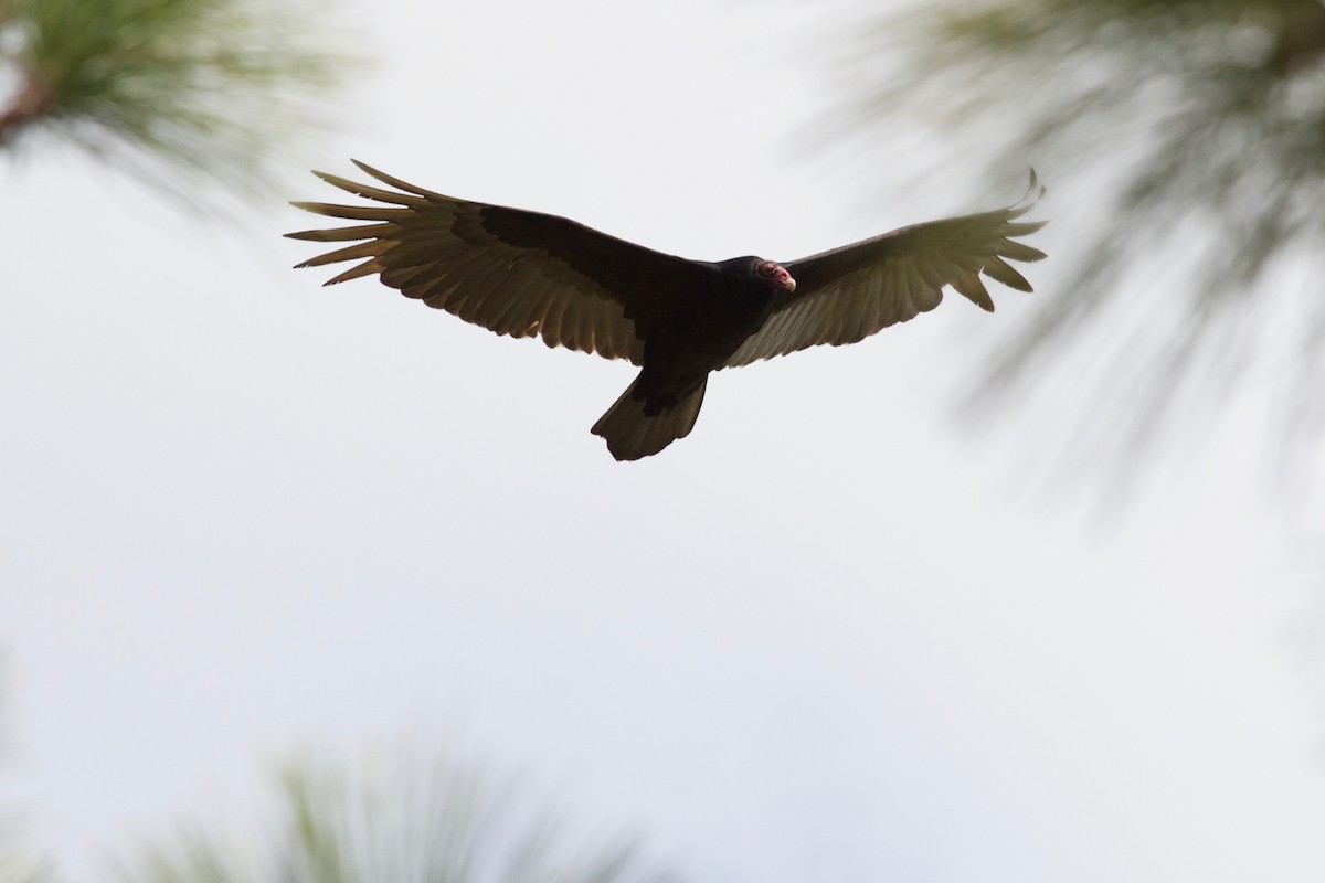 Turkey Vulture - Casey Weissburg