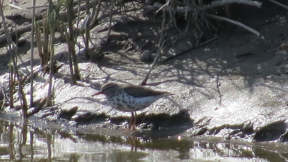 Spotted Sandpiper - Mike Hearell