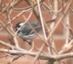 Black-throated Gray Warbler - David Brinkman