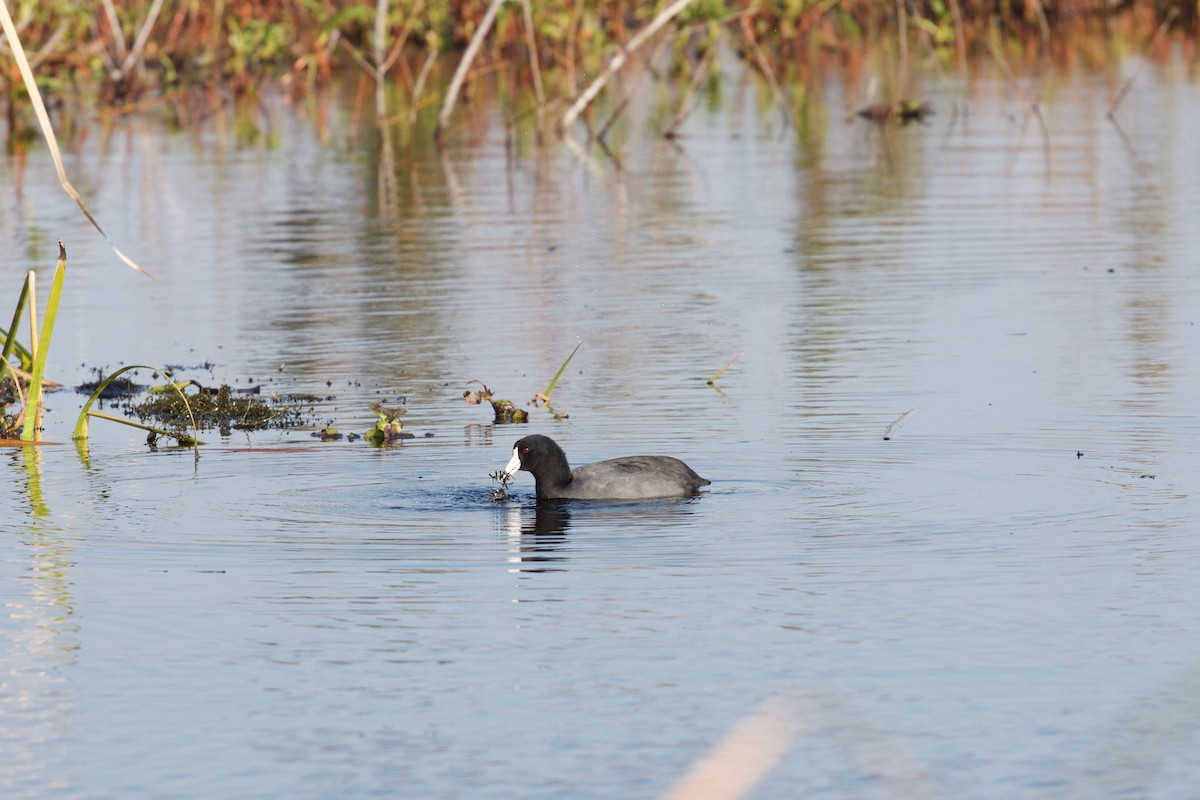 American Coot (Red-shielded) - ML137271951