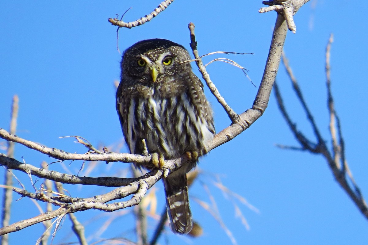 Northern Pygmy-Owl - Mike Hearell