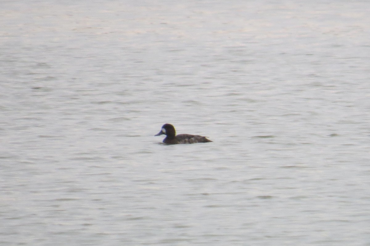 Greater Scaup - ML137272401