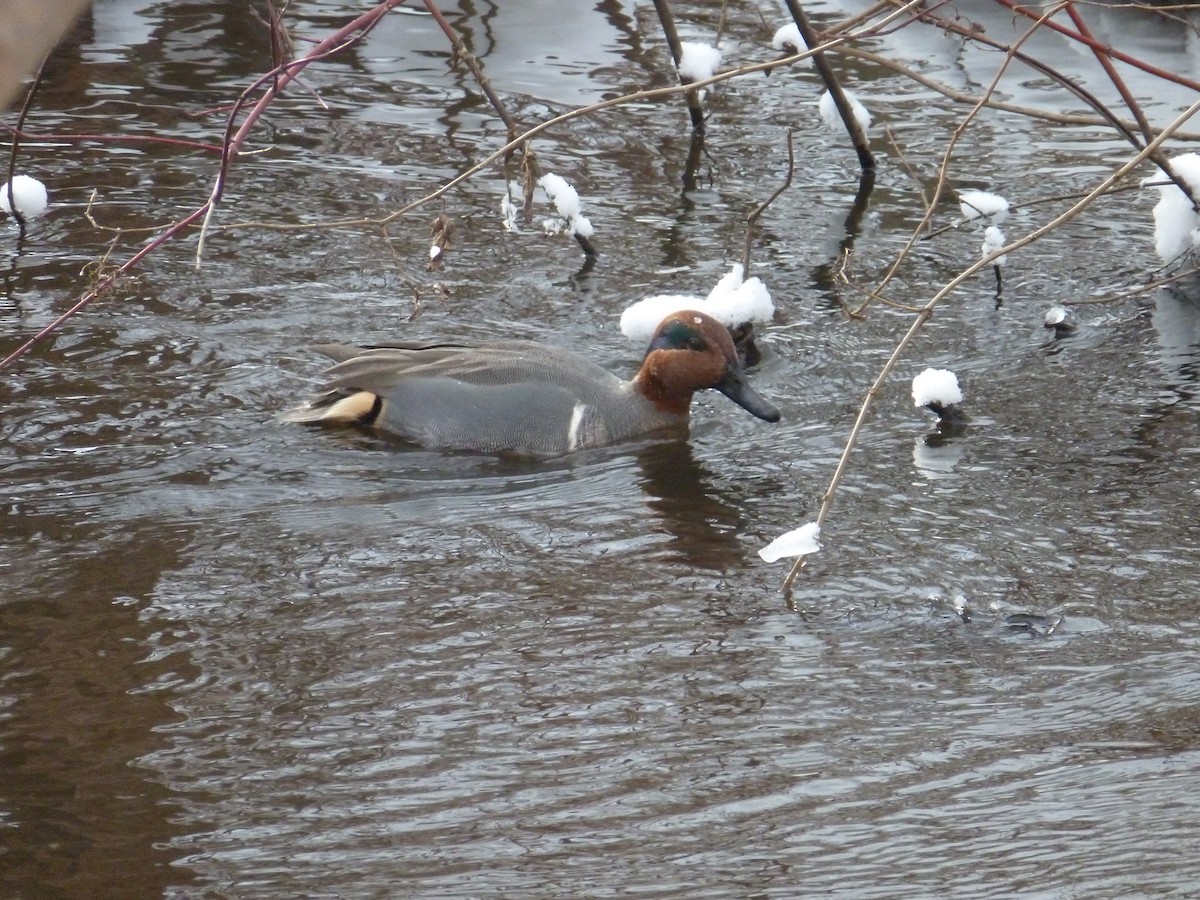 Green-winged Teal - ML137272511