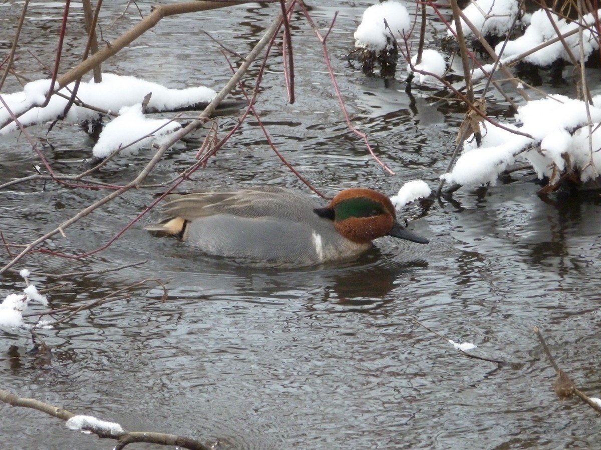 Green-winged Teal - R Green