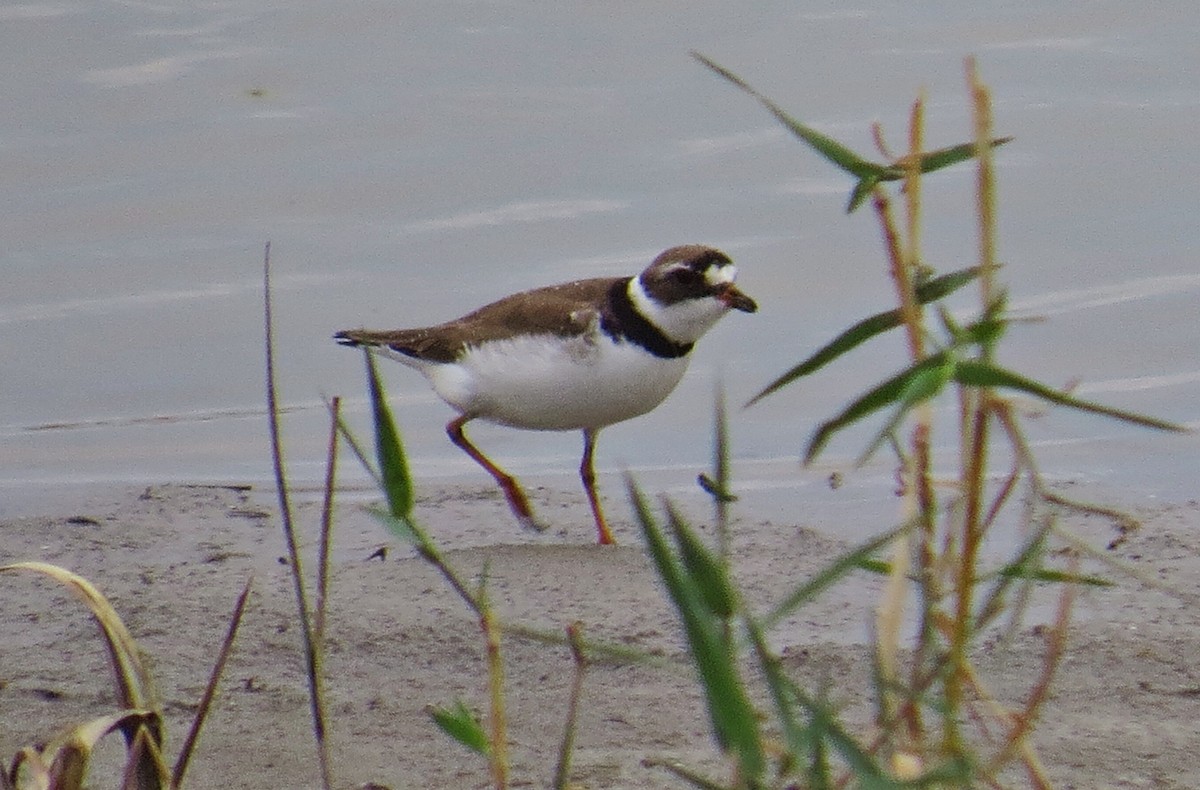 Semipalmated Plover - ML137273371
