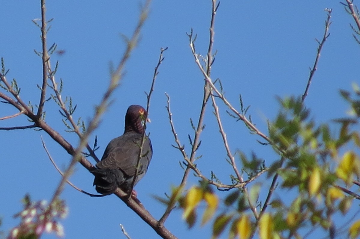 Scaly-naped Pigeon - Dave Linehan