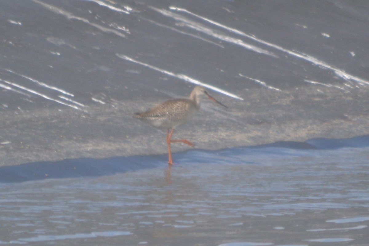 Spotted Redshank - ML137282601