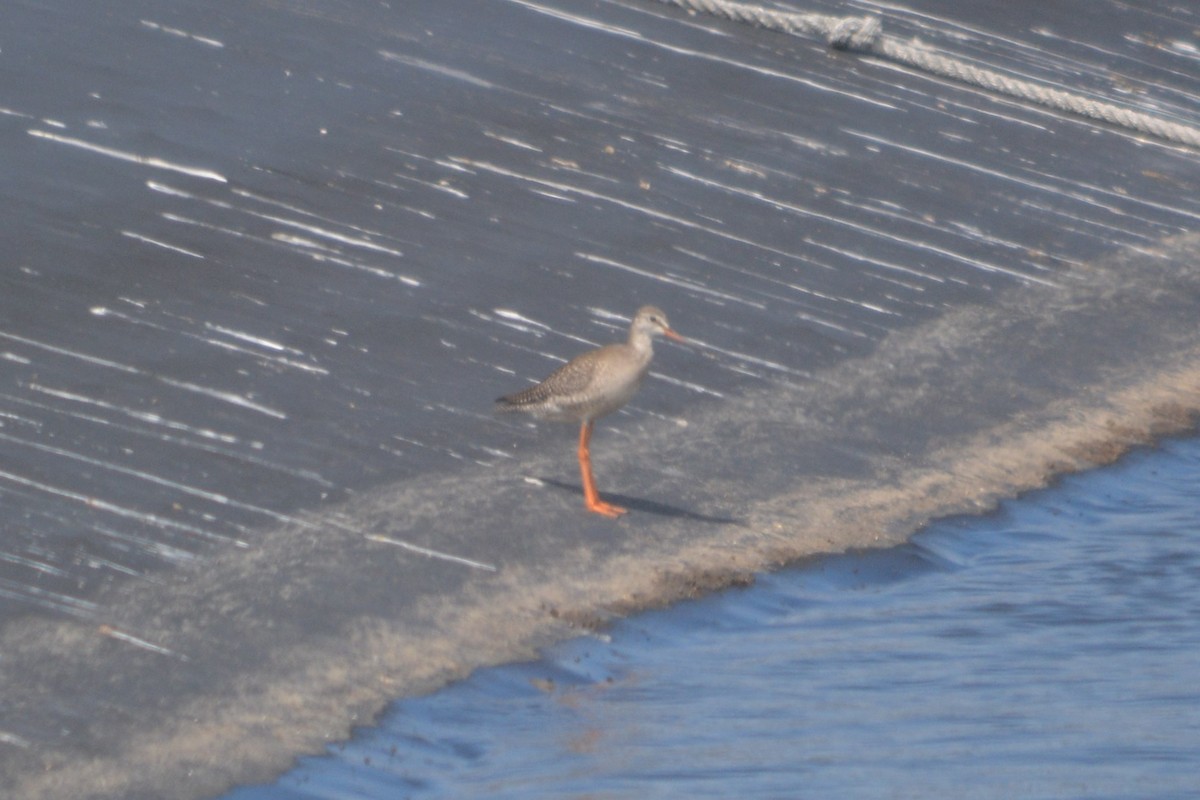 Spotted Redshank - ML137282621