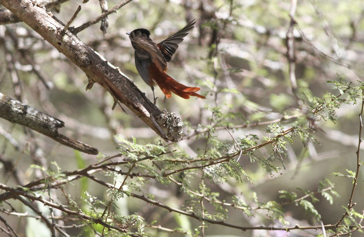African Paradise-Flycatcher - Yuting Deng