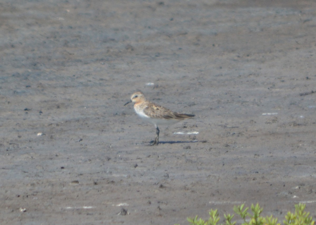 Red-necked Stint - Alex Wang