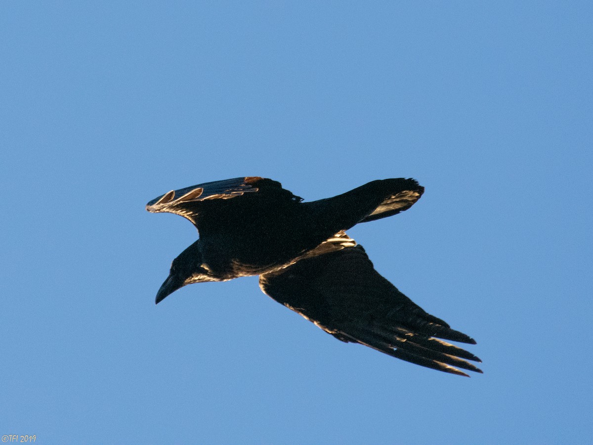 Common Raven - ML137284851