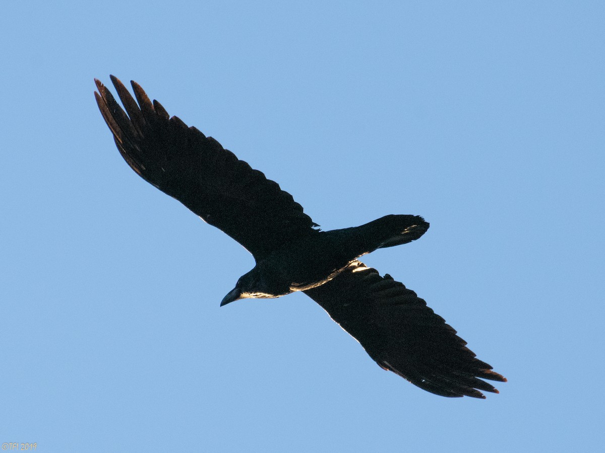 Common Raven - ML137285101