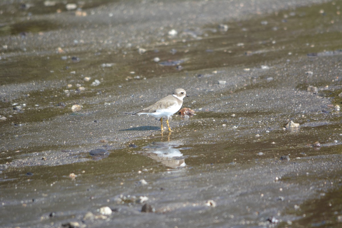 Semipalmated Plover - ML137286271