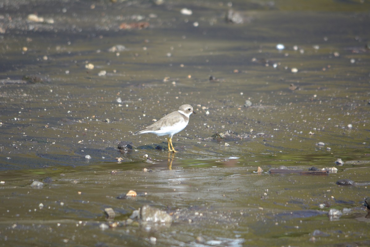 Semipalmated Plover - ML137286281