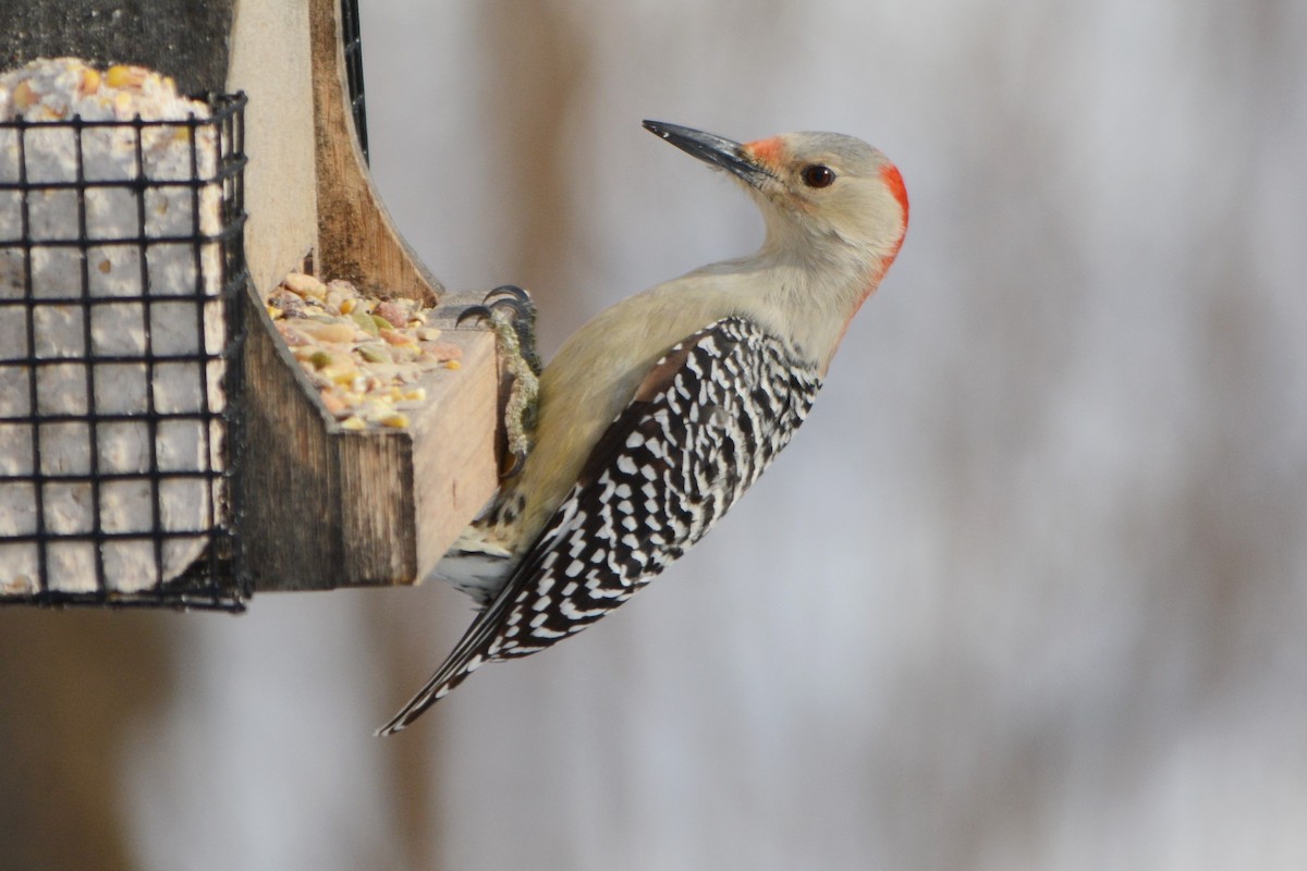 Red-bellied Woodpecker - ML137287171
