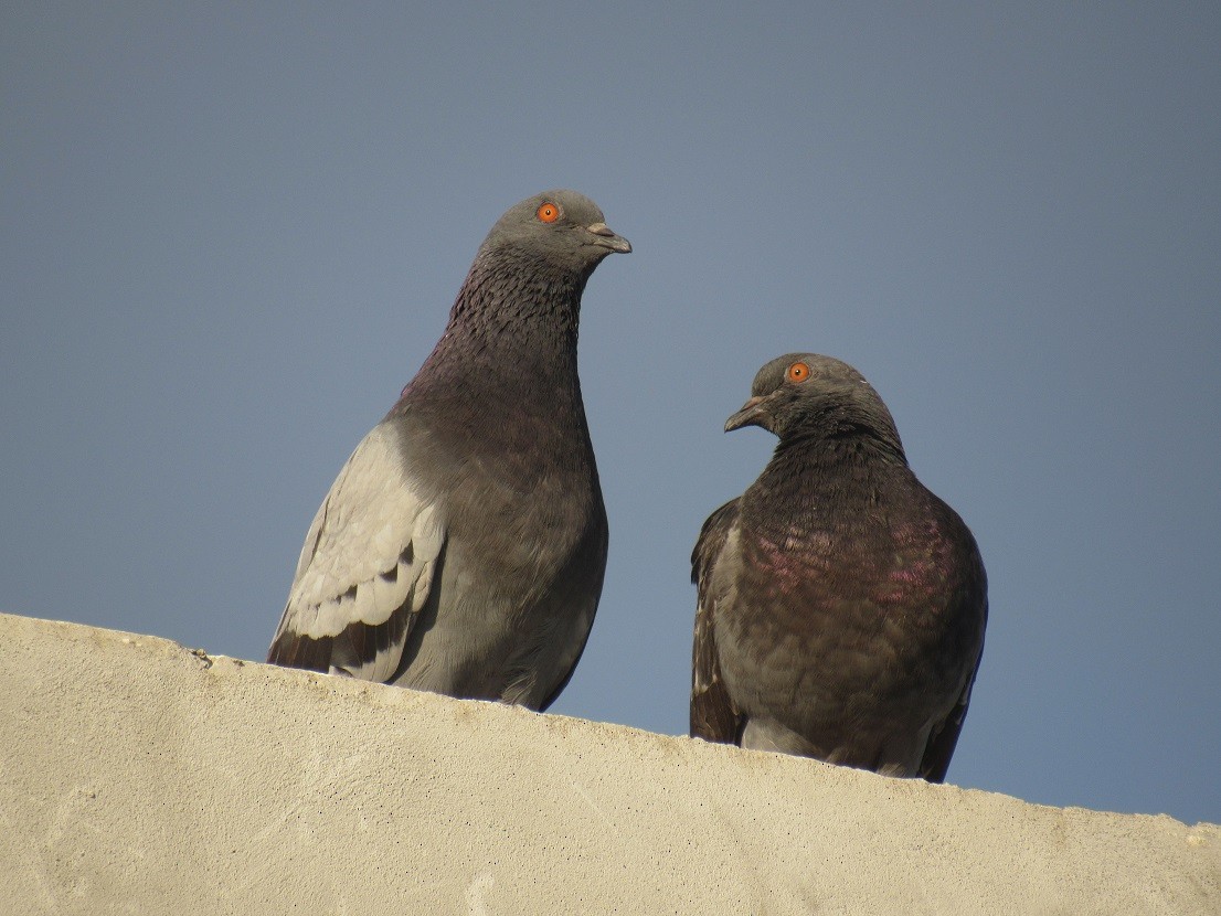 Rock Pigeon (Feral Pigeon) - Edwin Calderon