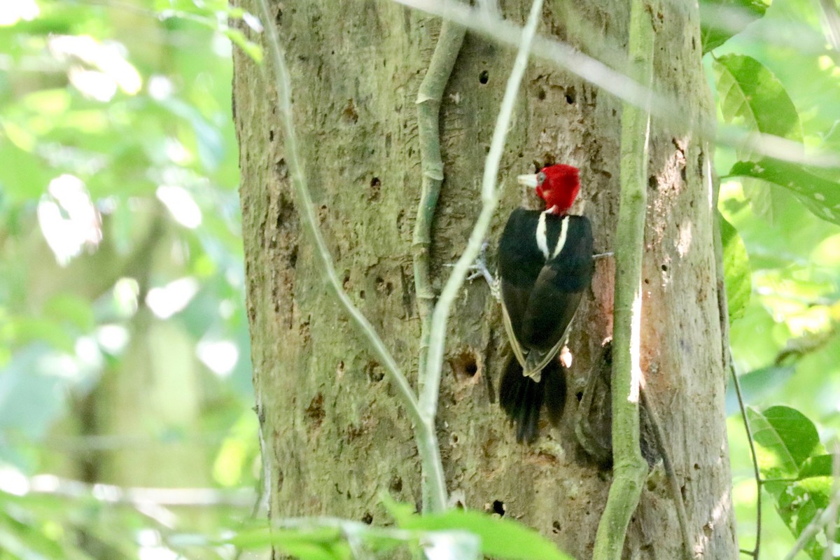 Pale-billed Woodpecker - ML137297341